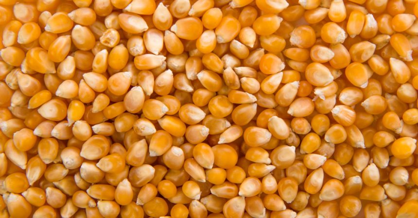 Nouvelles variétés de maïs grain 2026 : quelles innovations pour vos semis ?