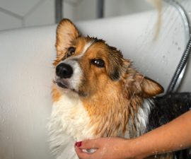 Avec quoi laver son chien si pas de shampoing
