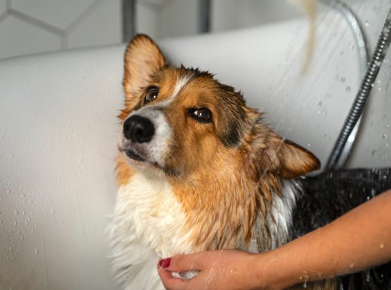 Avec quoi laver son chien si pas de shampoing