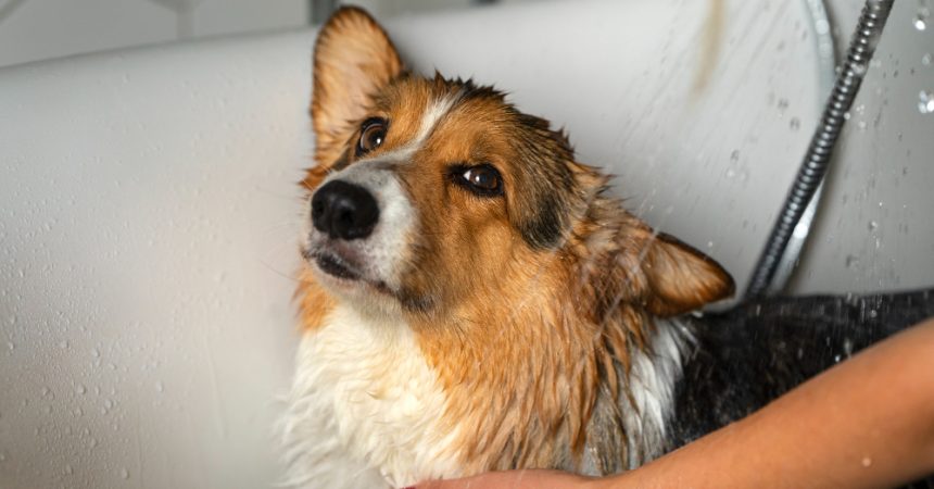 Avec quoi laver son chien si pas de shampoing