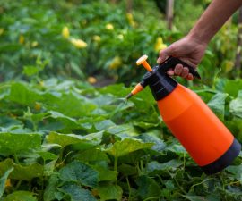 Dosage Roundup 360 Plus pour 5 litres d&rsquo;eau