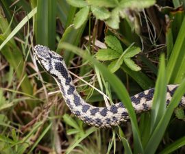 Quelles sont les plantes qui repoussent les serpents ?