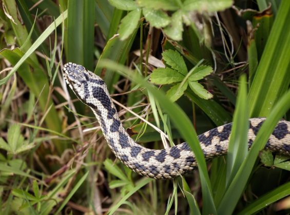 Quelles sont les plantes qui repoussent les serpents ?
