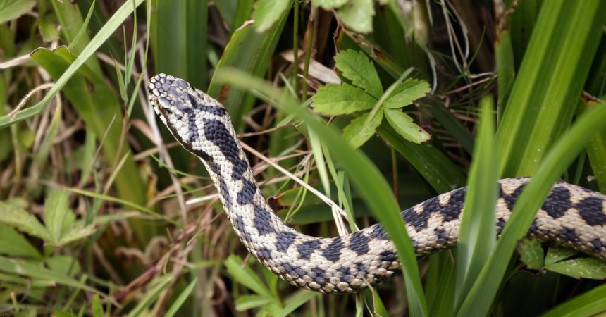 Quelles sont les plantes qui repoussent les serpents ?