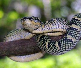 L’huile de cade est-elle efficace contre les serpents