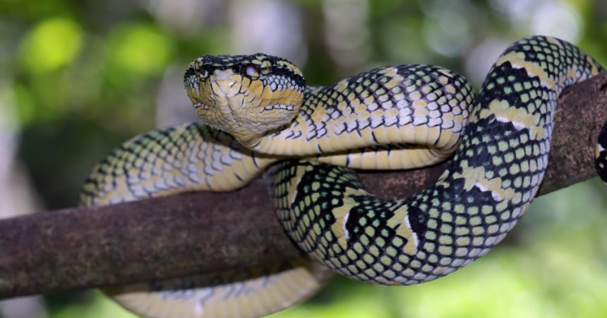 L’huile de cade est-elle efficace contre les serpents