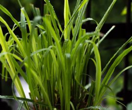 La citronnelle utilisée comme répulsif contre les serpents