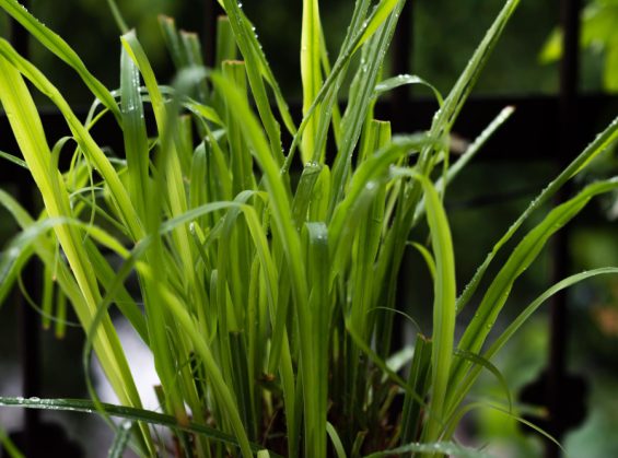 La citronnelle utilisée comme répulsif contre les serpents