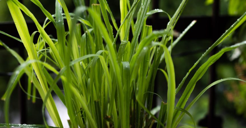 La citronnelle utilisée comme répulsif contre les serpents