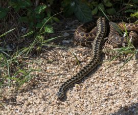 Le grésil comme répulsif contre les serpents