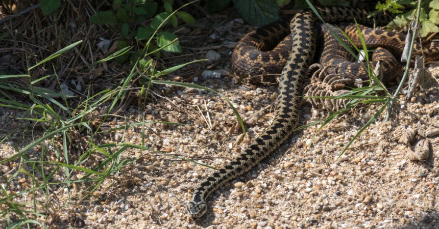 Le grésil comme répulsif contre les serpents