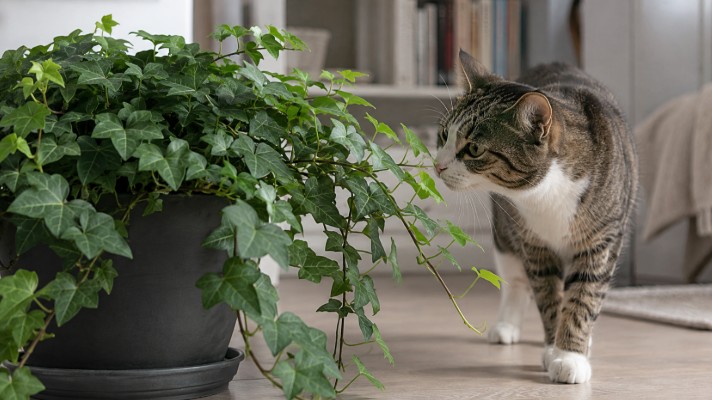 Lierre toxique pour chat