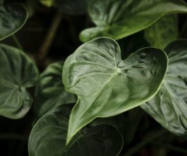 Le Philodendron est toxique pour le chat