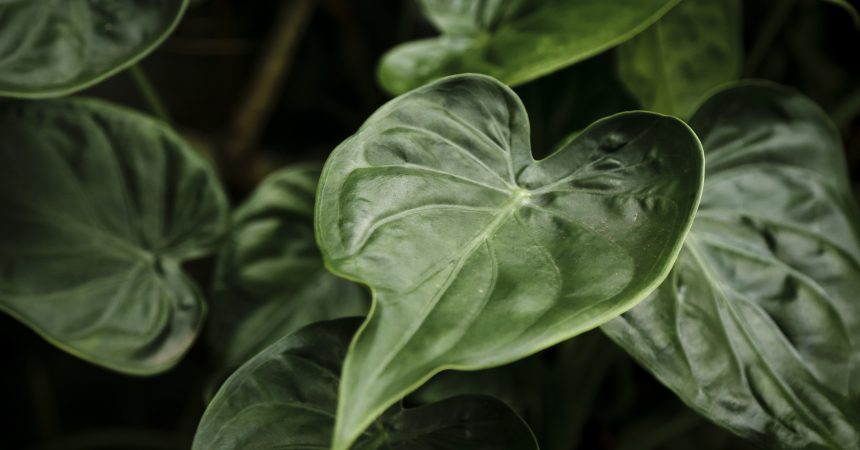 Le Philodendron est toxique pour le chat