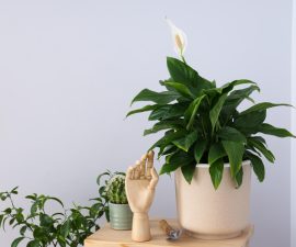 Spathiphyllum et chat : pourquoi cette plante peut poser problème