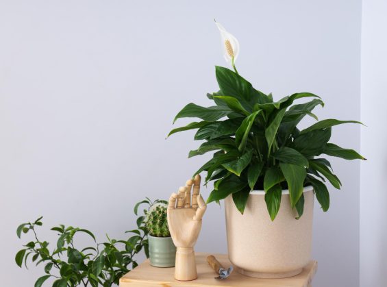 Spathiphyllum et chat : pourquoi cette plante peut poser problème