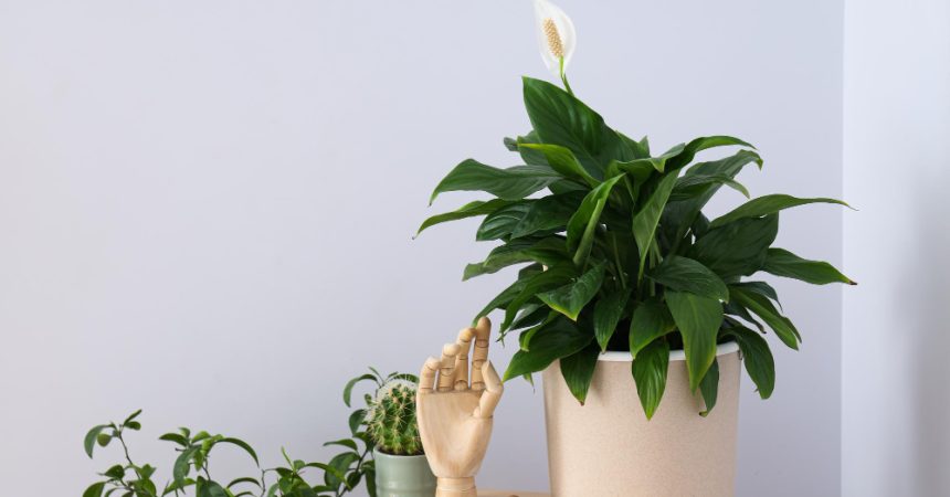 Spathiphyllum et chat : pourquoi cette plante peut poser problème