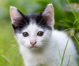 Ciboulette et chat : toxicité, symptômes et bons réflexes