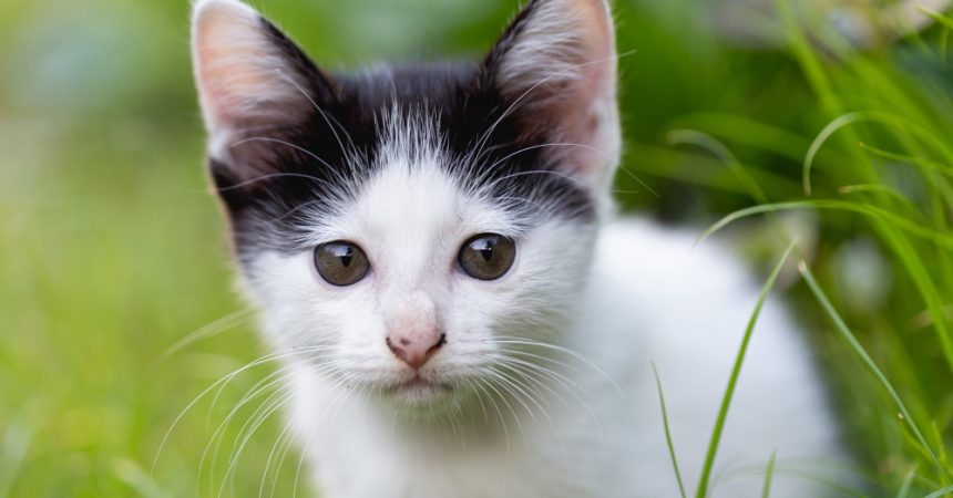 Ciboulette et chat : toxicité, symptômes et bons réflexes