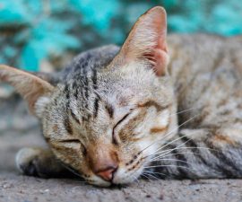 Anthurium toxique pour le chat : symptômes et niveau de danger