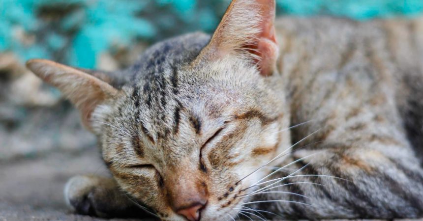 Anthurium toxique pour le chat : symptômes et niveau de danger