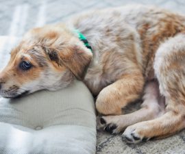 Plantes toxiques pour le chien : celles à éviter au jardin et à la maison