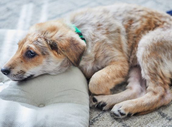 Plantes toxiques pour le chien : celles à éviter au jardin et à la maison