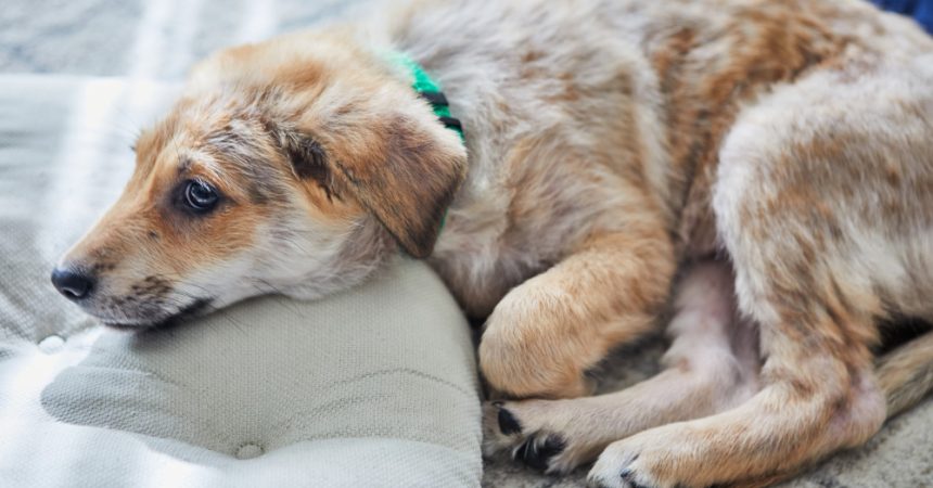 Plantes toxiques pour le chien : celles à éviter au jardin et à la maison