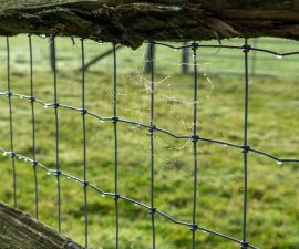 Clôture électrique poule : sécurite, installation et précautions