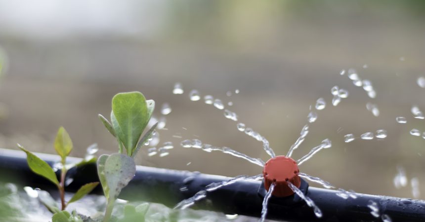 Schéma d&rsquo;installation d&rsquo;un goutte-à-goutte au potager