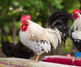 Maladie de Marek chez la poule