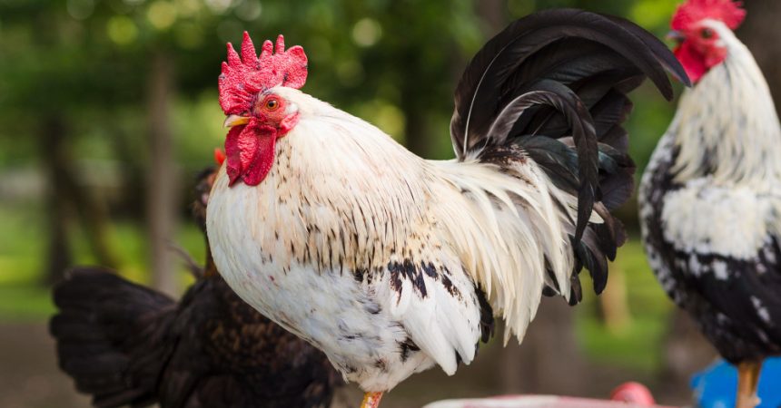 Maladie de Marek chez la poule