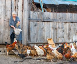 Alimentation de la poule : ration, graines, calcium et restes