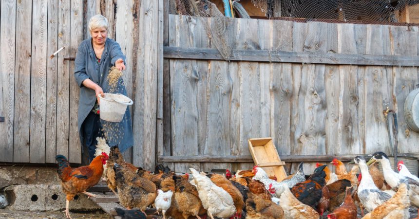 Alimentation de la poule : ration, graines, calcium et restes