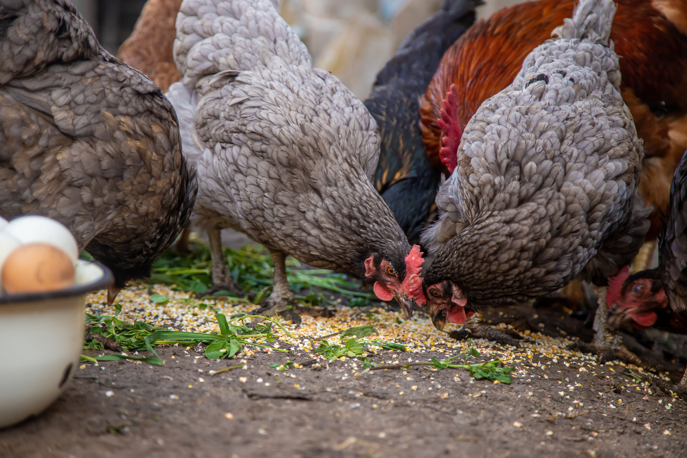 Alimentation de la poule