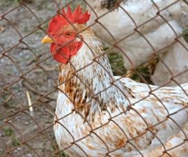Clôture mobile poule : avantages, limites et conseils de pose