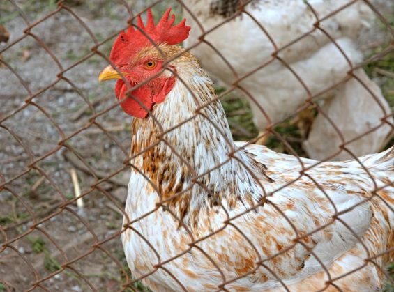 Clôture mobile poule : avantages, limites et conseils de pose