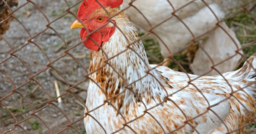 Clôture mobile poule : avantages, limites et conseils de pose
