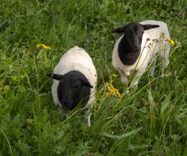 Mouton Dorper : caractéristiques, élevage et avantages de la race