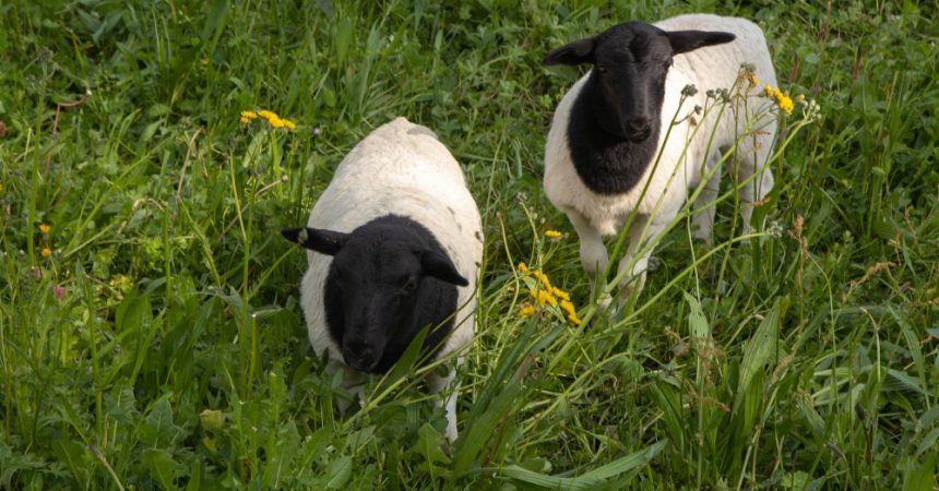 Mouton Dorper : caractéristiques, élevage et avantages de la race