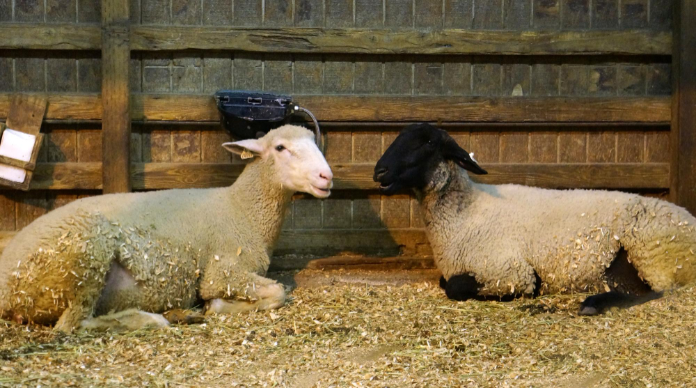 Mouton Dorper