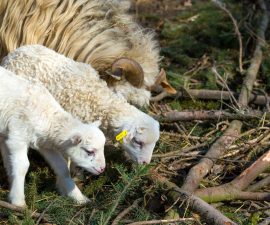Mouton et bélier : quelles différences dans un troupeau ?