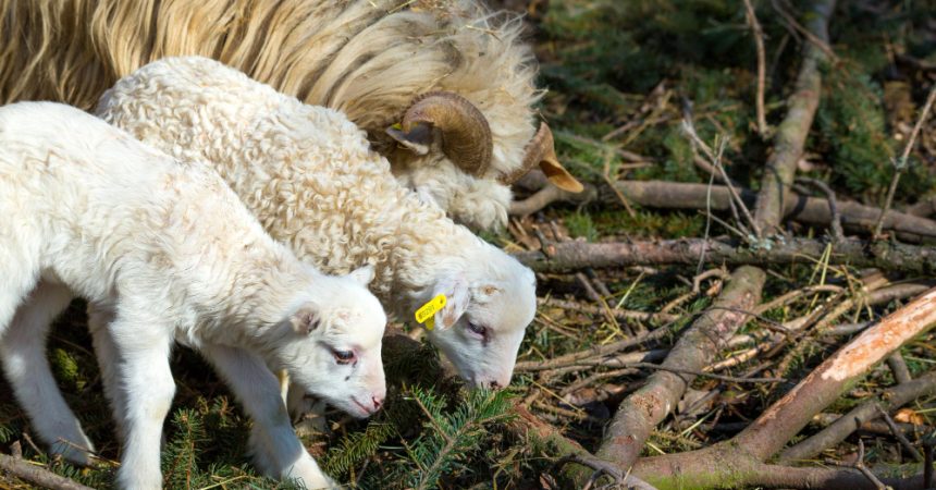 Mouton et bélier : quelles différences dans un troupeau ?