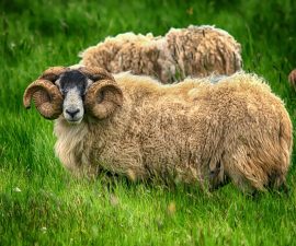 Mouton mérinos : origine, laine, élevage et particularités