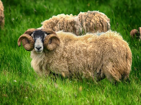 Mouton mérinos : origine, laine, élevage et particularités