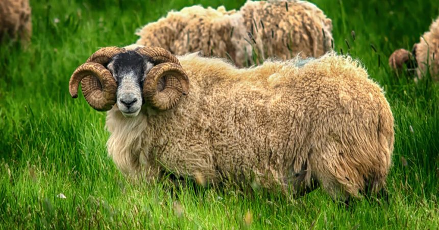 Mouton mérinos : origine, laine, élevage et particularités