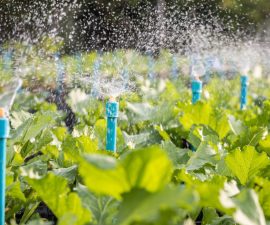 Arrosage par aspersion : principe, usages et limites au champ