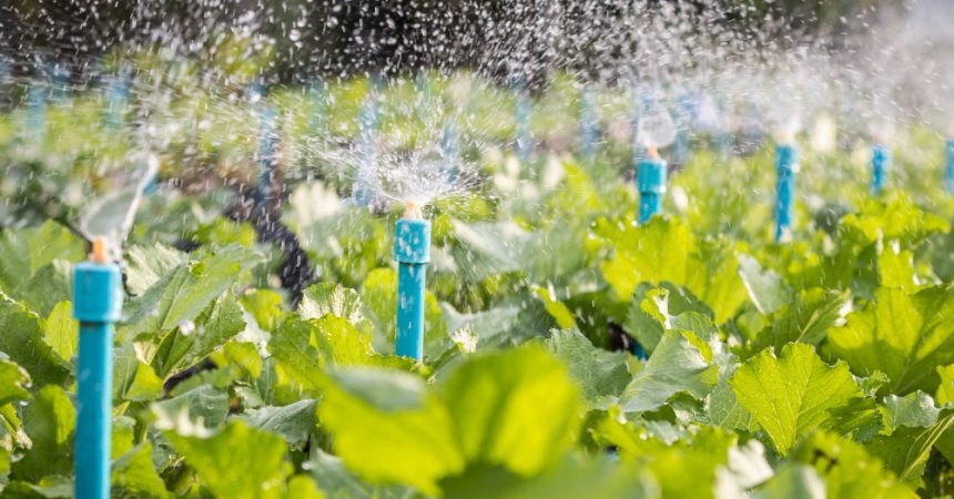 Arrosage par aspersion : principe, usages et limites au champ