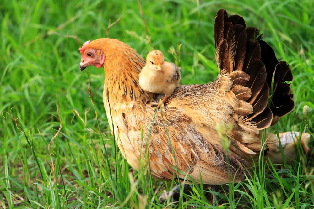 poule et poussin