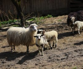 Race de brebis : les principales races et leurs usages